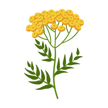 yellow tansy flower green leaves stem clip art preview