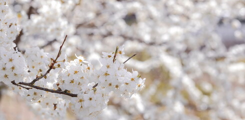 Cherry blossom in spring for background, copy space 