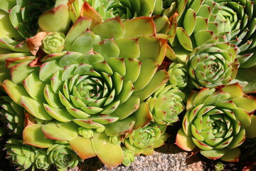 Fototapeta premium rojnik murowy sempervivum