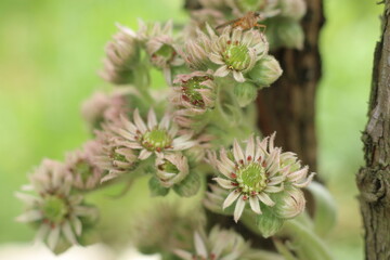 rojnik murowy sempervivum