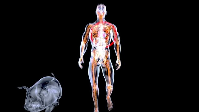 Abstract 3D animation of a pig heart transplantation.