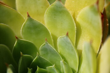 rojnik murowy sempervivum tectorum