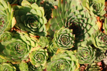 rojnik murowy sempervivum tectorum