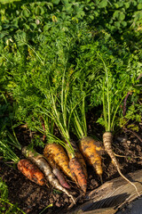 Récolte au potager familial - gros plan sur des carottes multicolore venant d'être arrachée de...