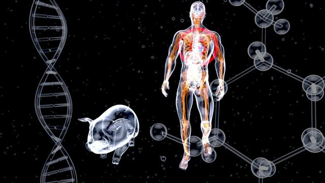 Abstract 3D animation of a pig heart transplantation.