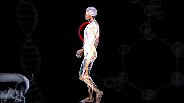 Abstract 3D animation of a pig heart transplantation.