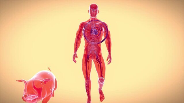 Abstract 3D animation of a pig heart transplantation.