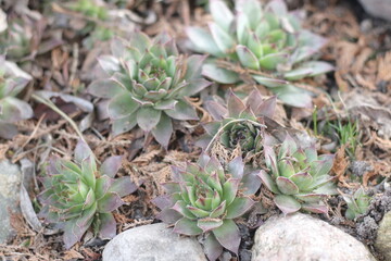 rojnik murowy sempervivum tectorum