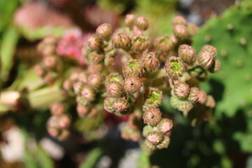 rojnik Sempervivum tectorum rojnik murowy
