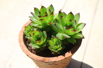 rojnik murowy sempervivum tectorum