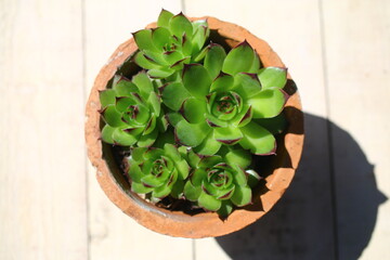 rojnik Sempervivum tectorum rojnik murowy