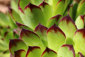 rojnik Sempervivum tectorum rojnik murowy