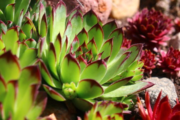 rojnik Sempervivum tectorum rojnik murowy