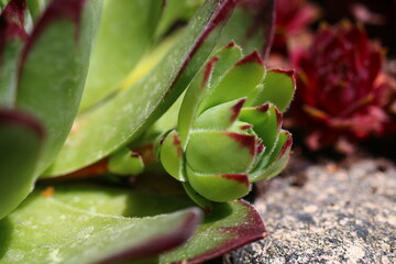 rojnik Sempervivum tectorum rojnik murowy