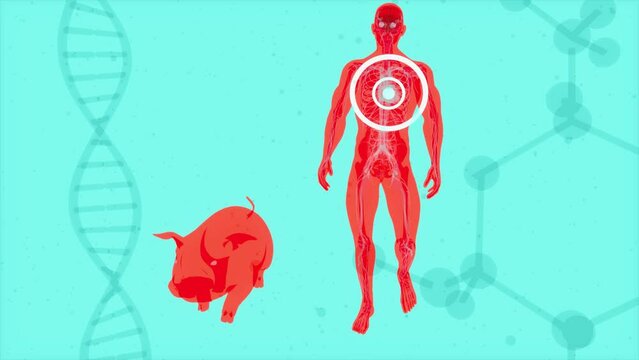 Abstract 3D animation of a pig heart transplantation.