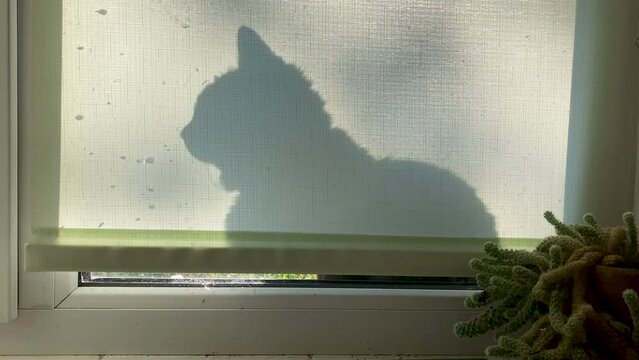 The shadow of a cat behind the roller blind of the window on the windowsill. Display of a cat behind a curtain on a window. The cat outside the window asks for attention. Moving shadow of a cat.