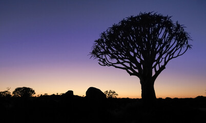 Beautiful african sunset night glow with silhouetted Quiver tree.