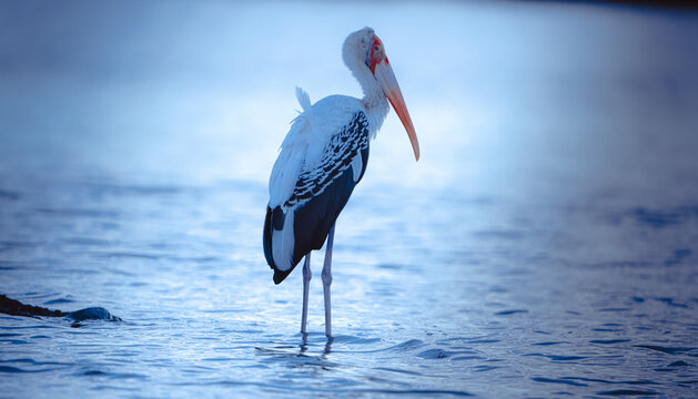 ooking for fishes, and waiting foe food