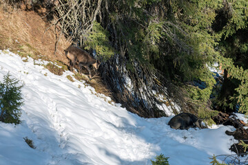 chamois female and her fawn on the mountains in the rut at a sunny autumn day in november