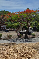 Caribic sugar cane rum production curacao island