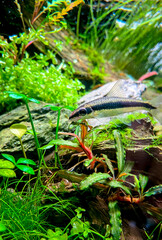 The Siamese Algae-eater (Crossocheilus oblongus) in the home aquarium with plants