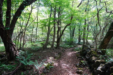 mossy rock wall and path in deep forest
