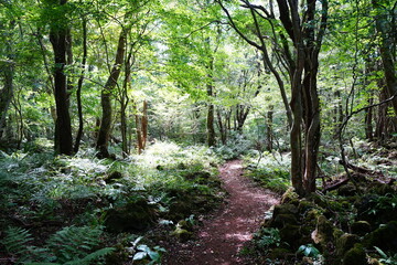 Fototapeta na wymiar brilliant summer forest with fine path