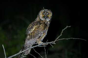 Long-eared Owl (Asio otus) perched on a tree branch