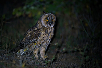 Long-eared Owl (Asio otus) perched on soil