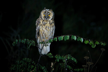 Long-eared Owl (Asio otus) perched on a tree branch