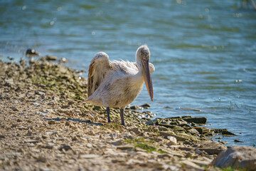 Dalmatian Pelican (Pelecanus crispus) perched on soil