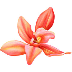 Fototapeta na wymiar Orchid flower on isolated background, watercolor botanical illustration.