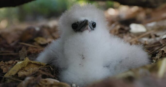 Close-up front view of an adorably cute white fluffy White-tailed tropicbird chick sitting in a nest