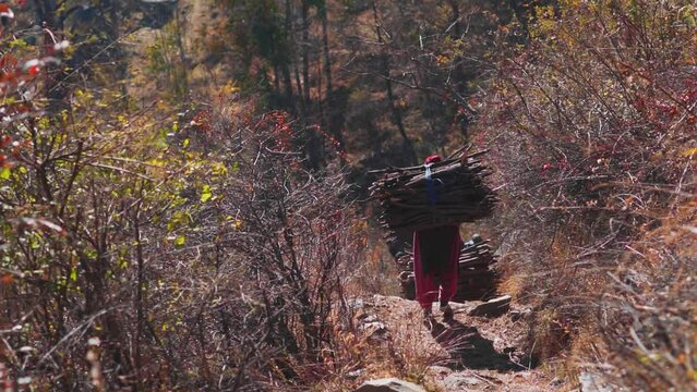 Rear View shot of Himachali women carrying firewood on their backs from the forest near Manali in Himachal Pradesh, India. Local women carrying wood to keep themselves warm in the winter season.  