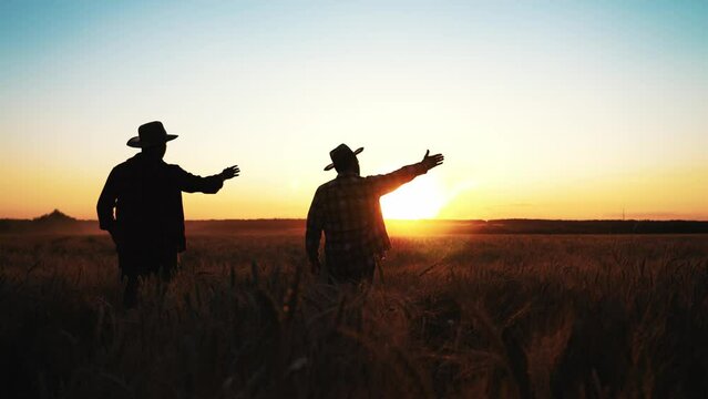 Two farmers in hats walking through wheat field at sunset, talking and gesticulating their hands spreading them apart. Planning business of construction or farming agronomy. Summer harvest season.