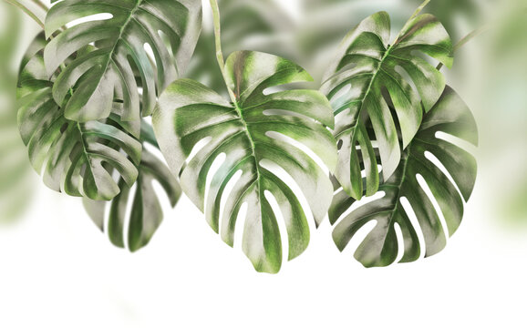 Isolated of border with green monstera leaves