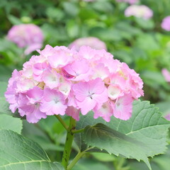 Fototapeta premium 紫陽花