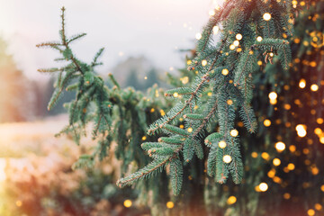 Outdoor christmas tree background with glittering lights from garlands.