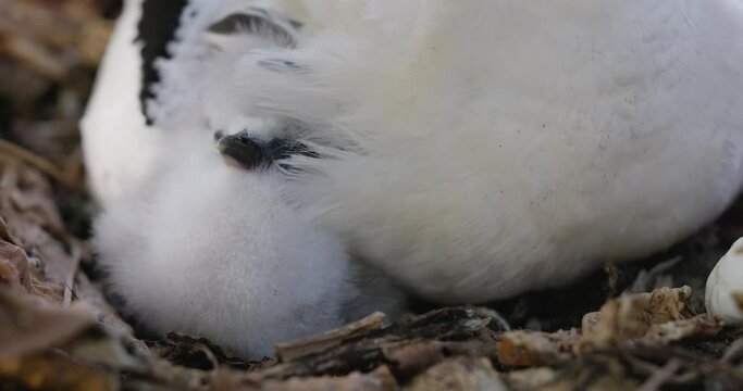 Close-up cropped front  view of an adorably cute white fluffy White-tailed tropicbird chick snuggled next to it's mother wing in nest