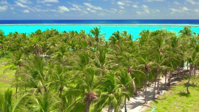 Aerial view over tall palm trees of tropical island coastline with white exotic beach and turquoise lagoon in Maldives.