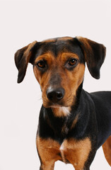 Studio portrait of a mixed-race dog. Adopted street dog black and brown color with short hair fur on white background.