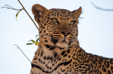 African leopard closeup portrait