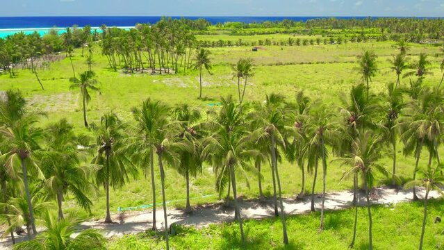 Aerial view over tall palm trees of tropical island coastline with white exotic beach and turquoise lagoon in Maldives.