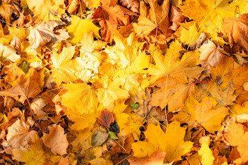 Maple leaves on the ground top view, autumn natural background