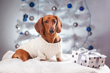 elegant dachshund in a white sweater near the gifts under the New Year tree