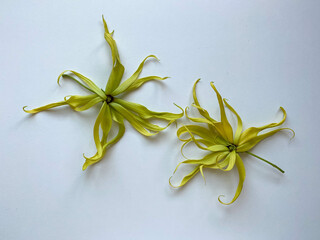 ylang ylang flowers
