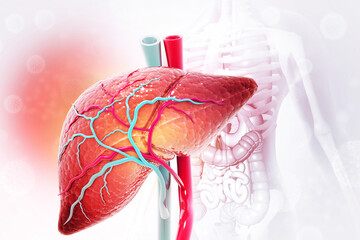Human liver anatomy structure, 3d illustration - obrazy, fototapety, plakaty