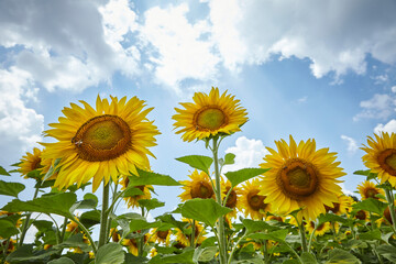 Sunflowers on a sunny summer day
