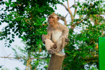 wild monkeys in the zoo and wildlife