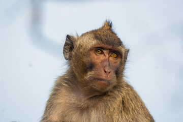 wild monkeys in the zoo and wildlife